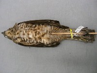 鳳頭蒼鷹藏品圖，第2張